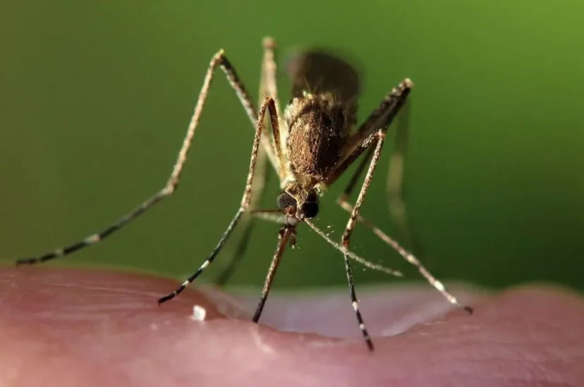 mosquitos