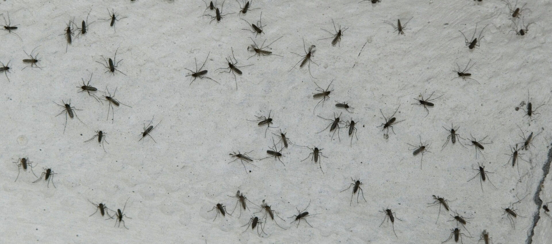 mosquitos