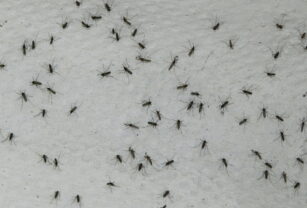 mosquitos