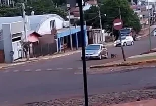 perro arrastrado