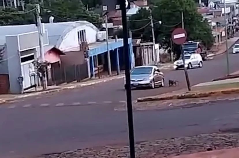 perro arrastrado