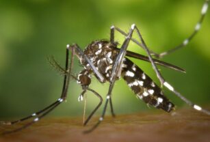 dengue