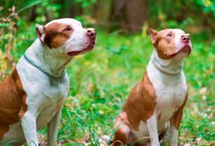 adopción responsable perros