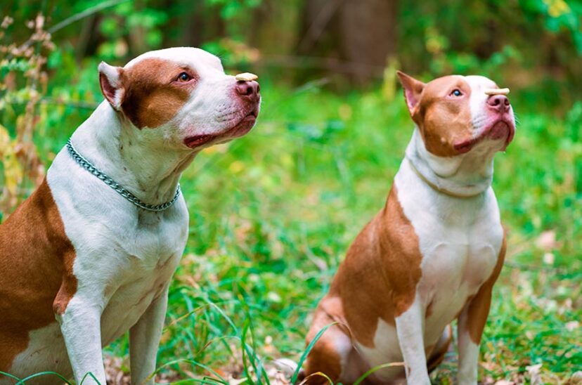 adopción responsable perros
