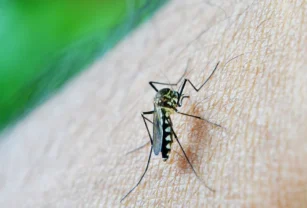 dengue