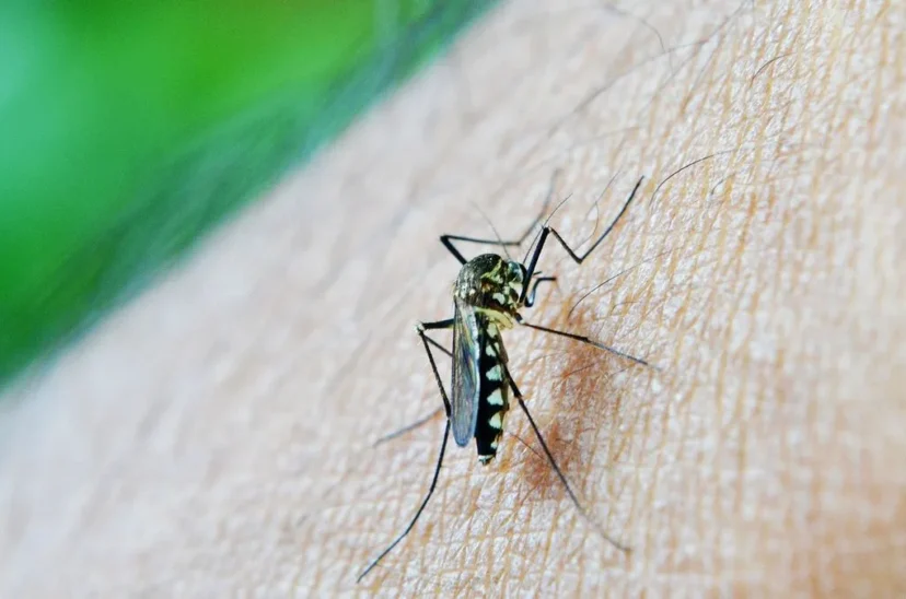 dengue