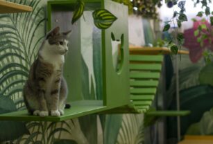 gatos mosquitos