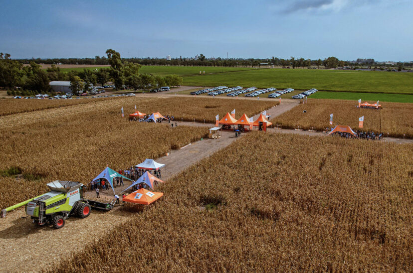 maíz y sorgo kws 9 de julio