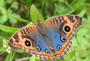 mariposas