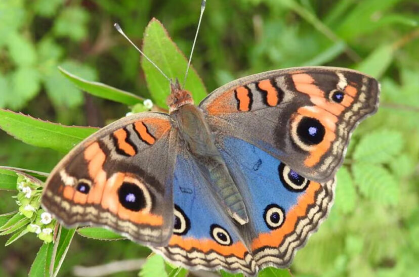 mariposas