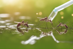 mosquitos