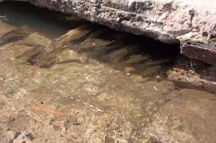 peces conurbano