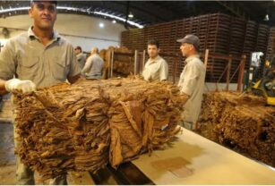 tabaco