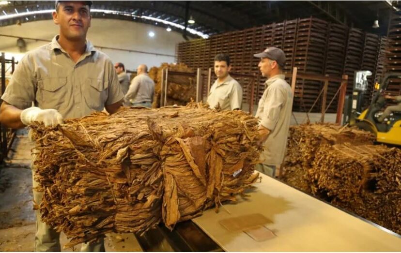 tabaco