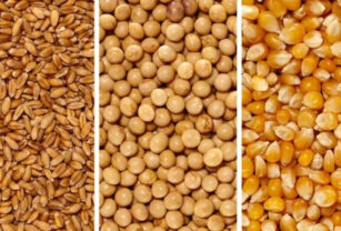 trigo soja maíz vender producción