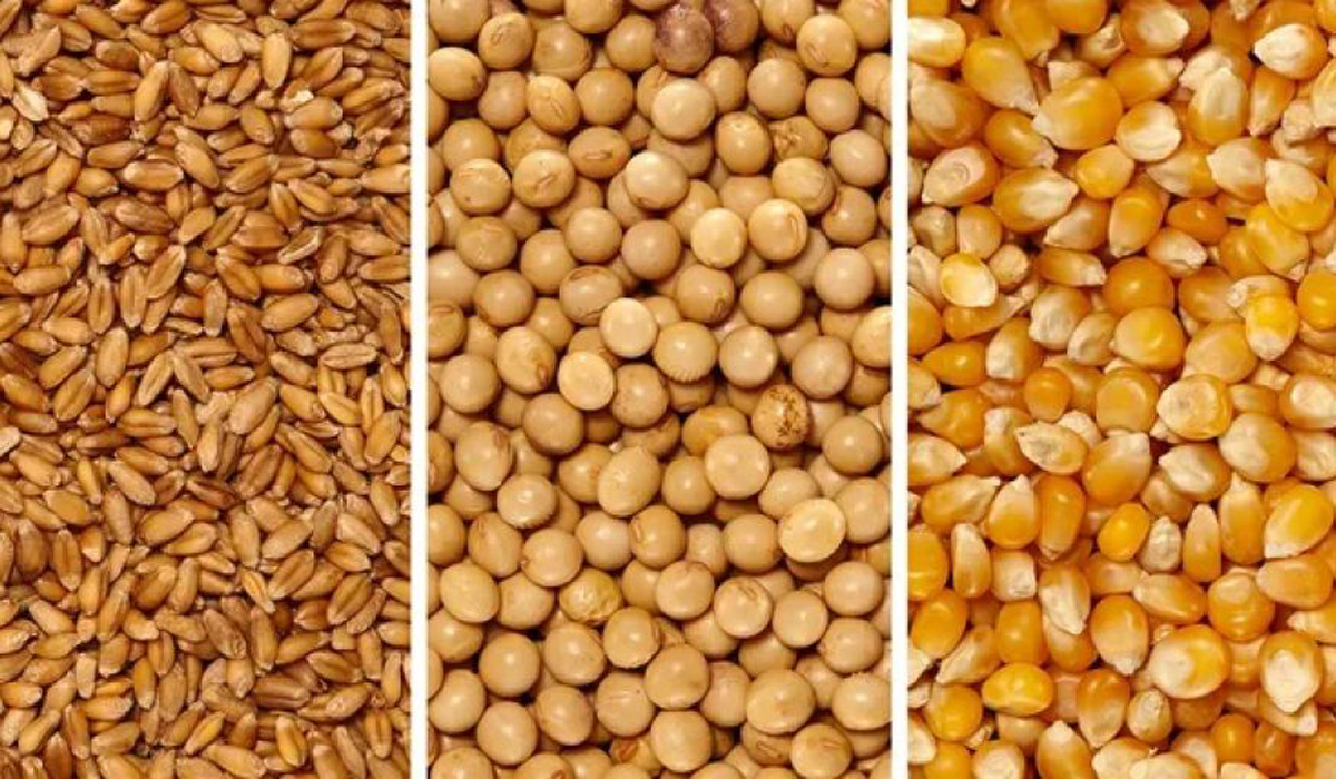 trigo soja maíz vender producción