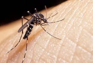 Dengue semana