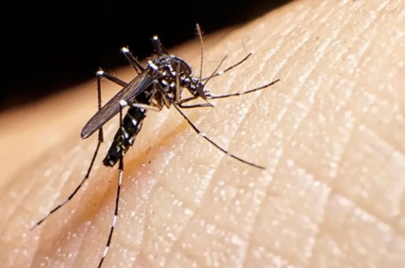 Dengue semana