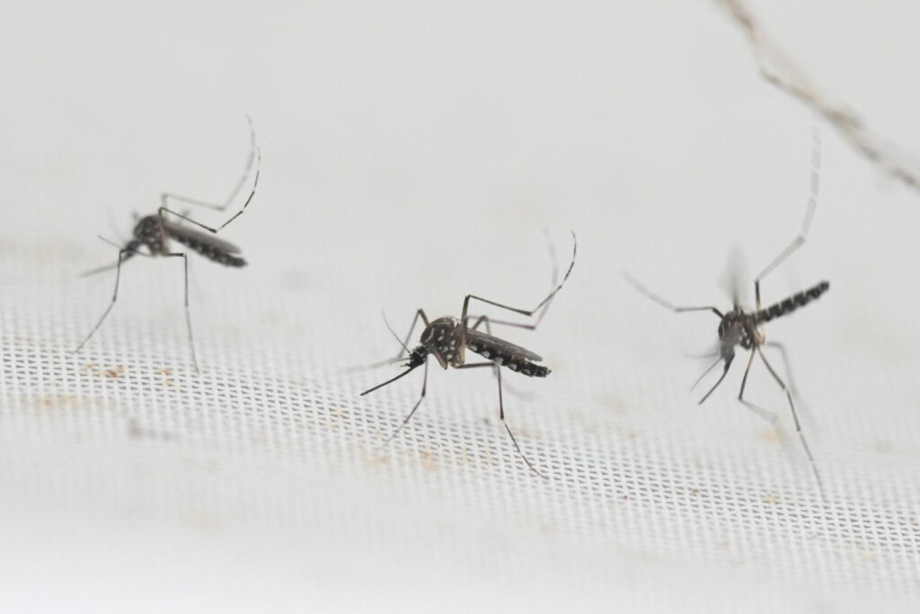dengue