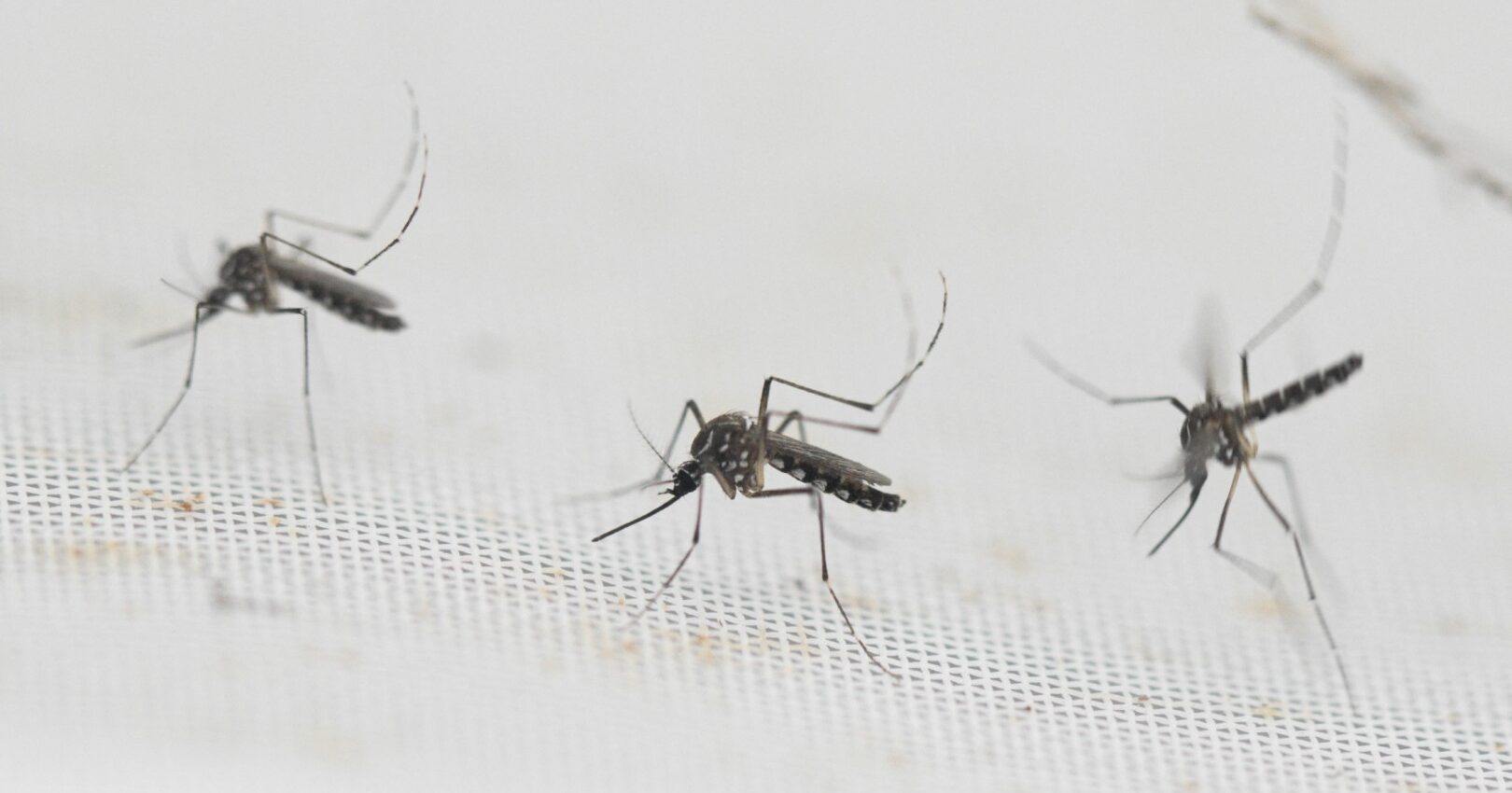 dengue