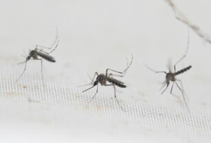 dengue