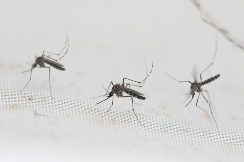 dengue