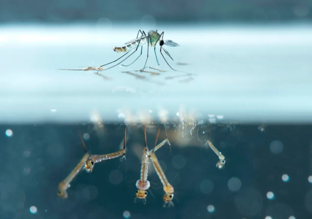 dengue frío mosquito