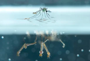 dengue frío mosquito