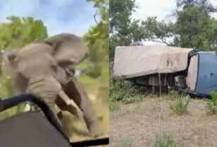 elefante