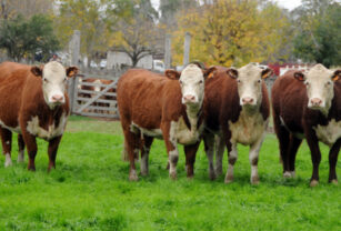 hacienda hereford identificación individual tuberculosis bovina