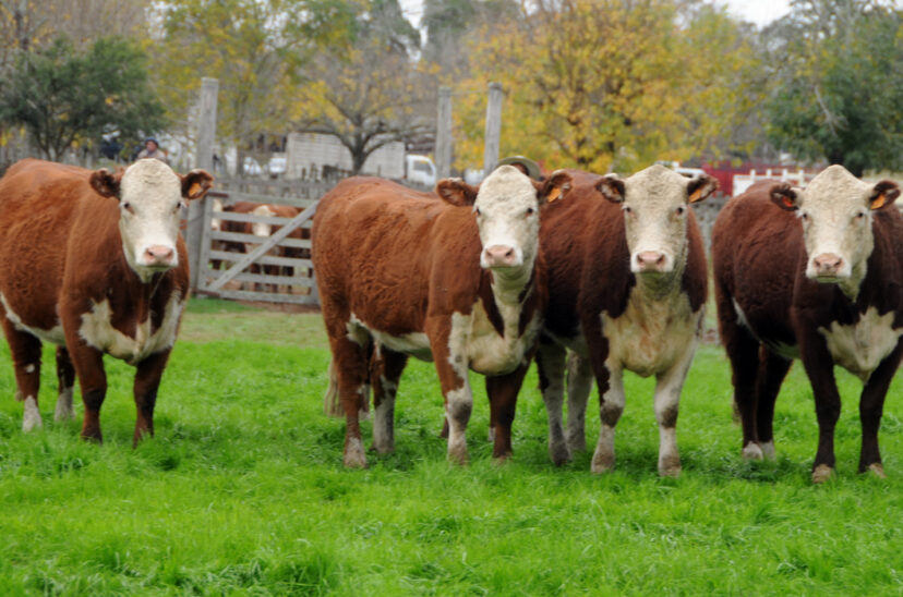 hacienda hereford identificación individual tuberculosis bovina