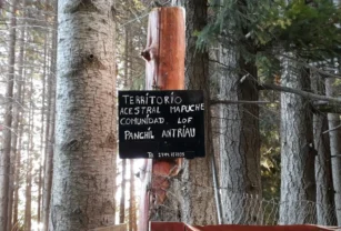 mapuche