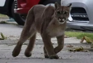 Puma