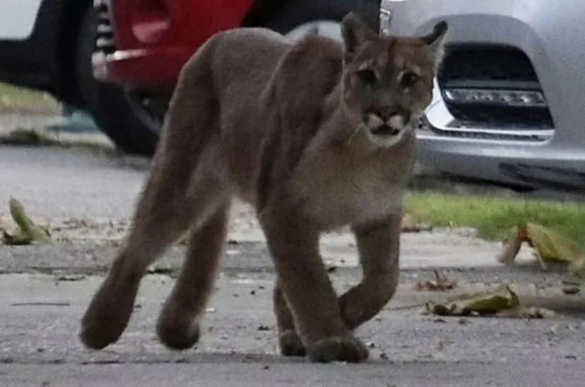 Puma