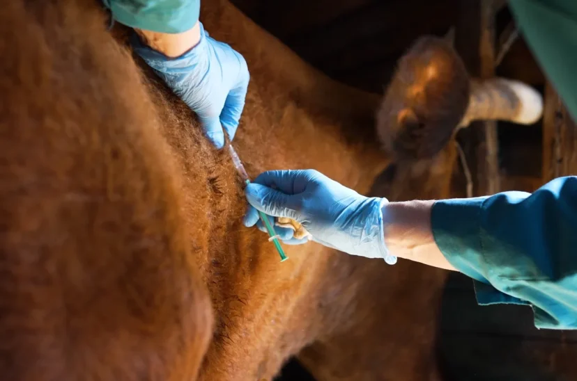 vacuna aftosa fiebre aftosa productos veterinarios