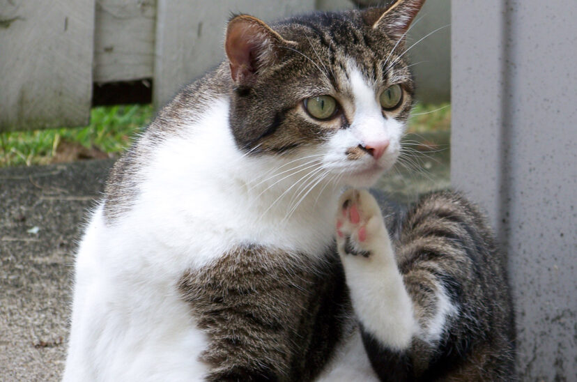 gato