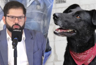 perro muerto