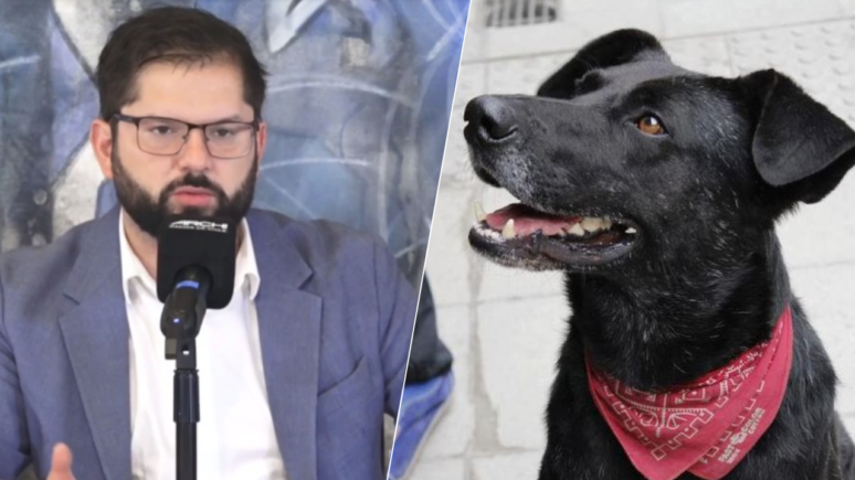 perro muerto