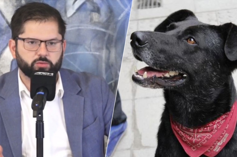 perro muerto