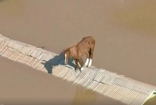 caballo brasil