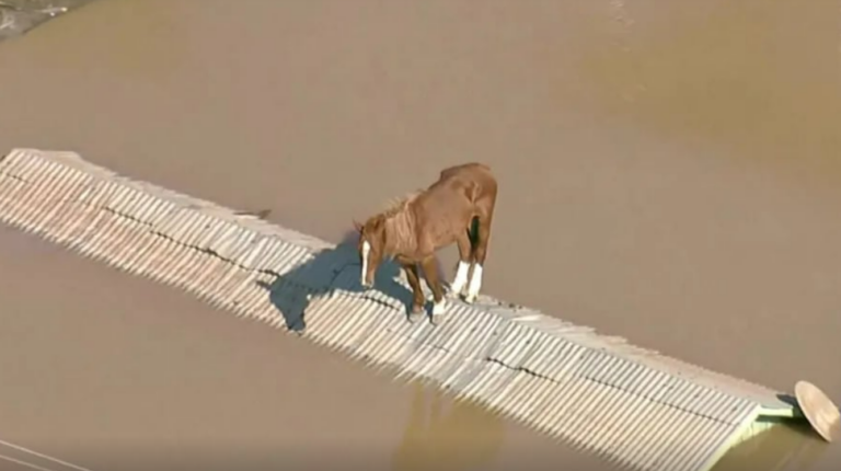 caballo brasil