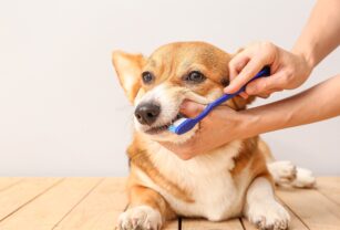 perro