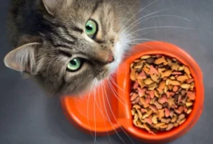 gato