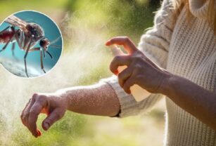 mosquitos