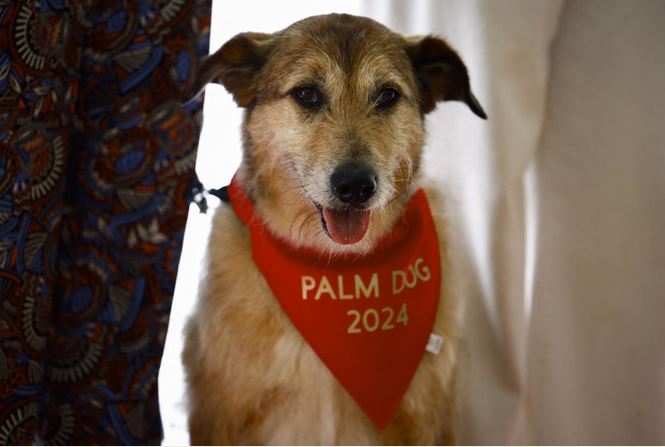 palm dog