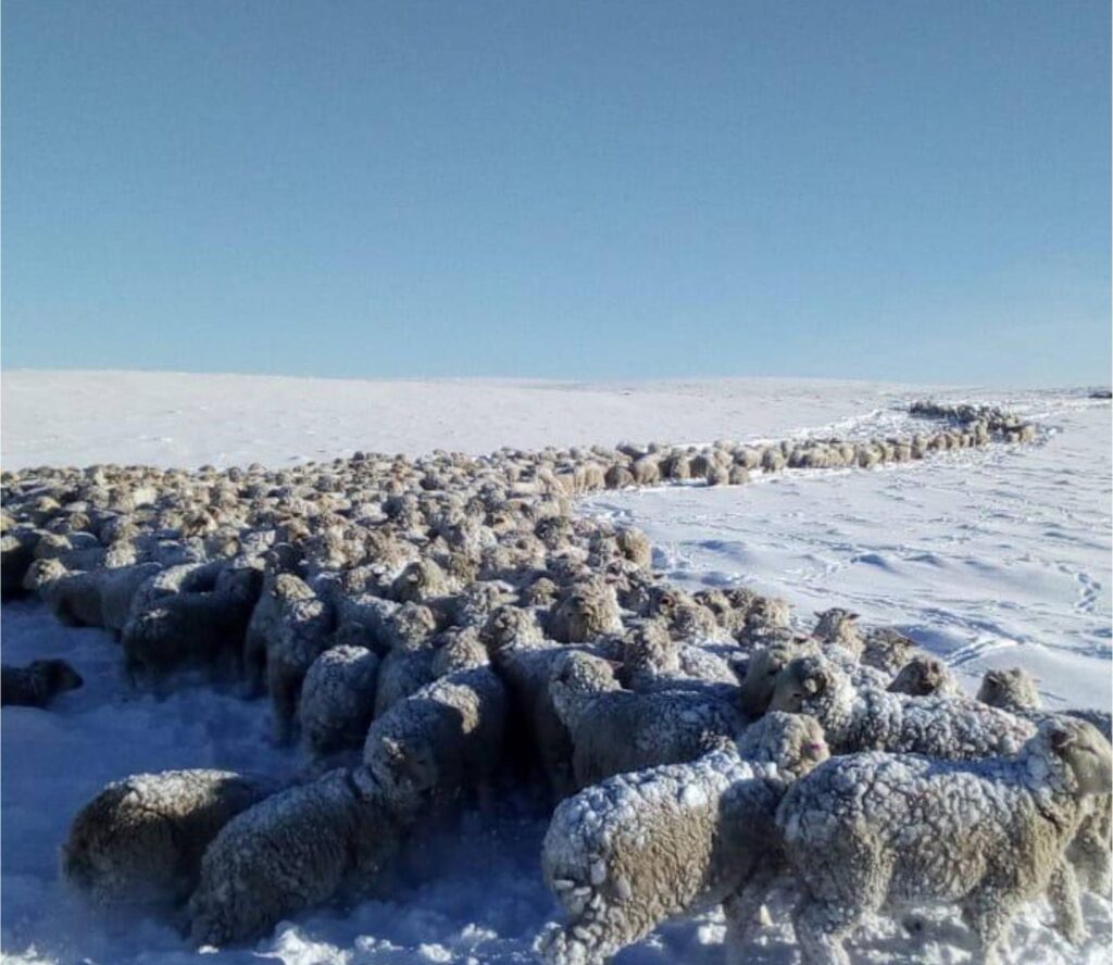 ovejas en la nieve
