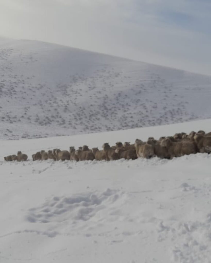ovejas en la nieve 2