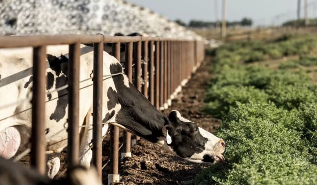 dinamarca ganadería2
