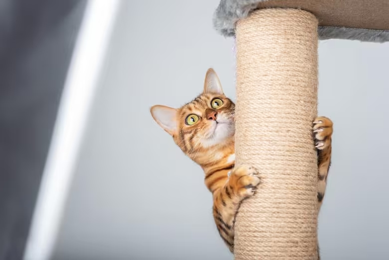 gato