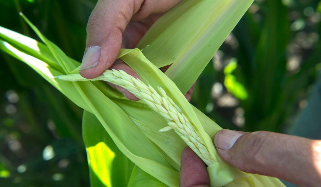 genoma chicharrita del maíz